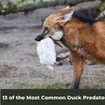 13 of the Most Common Duck Predators