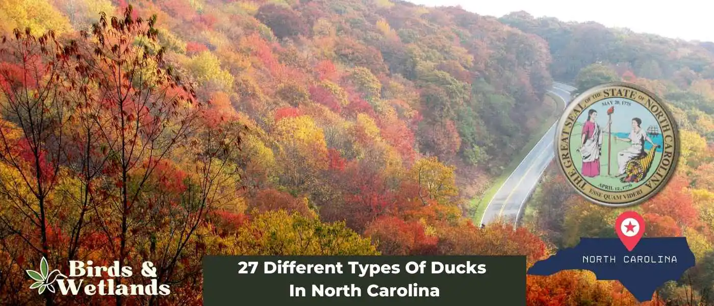 27 Different Types Of Ducks In North Carolina