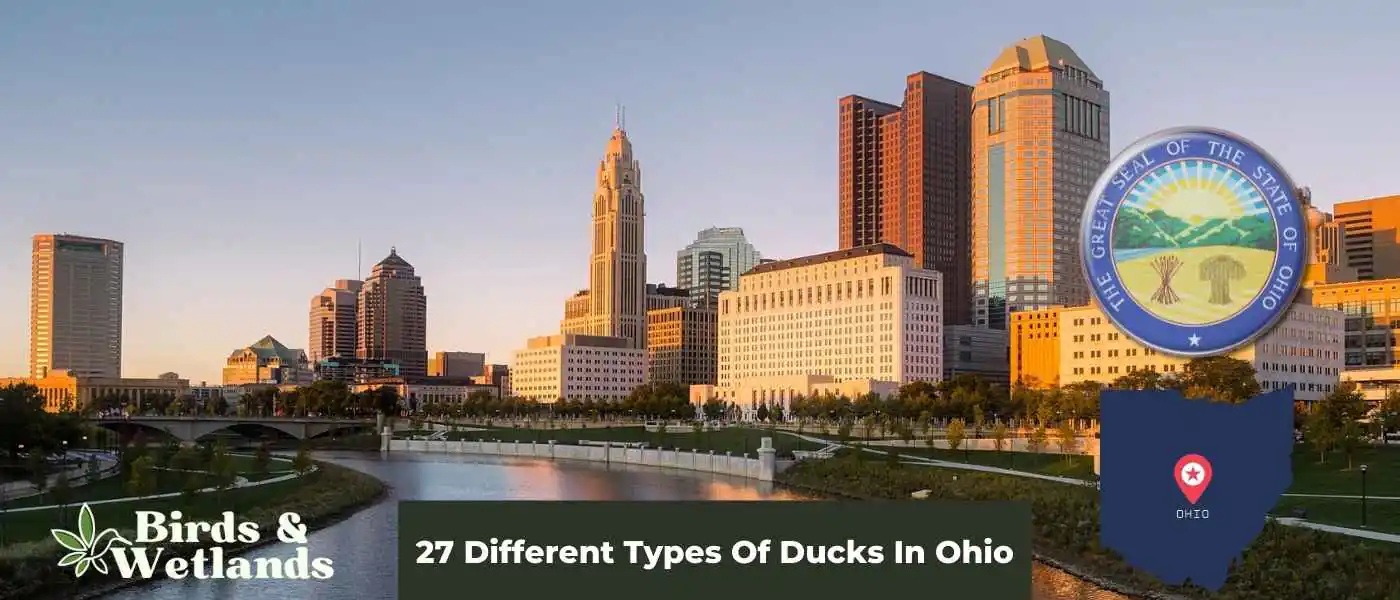 27 Different Types Of Ducks In Ohio