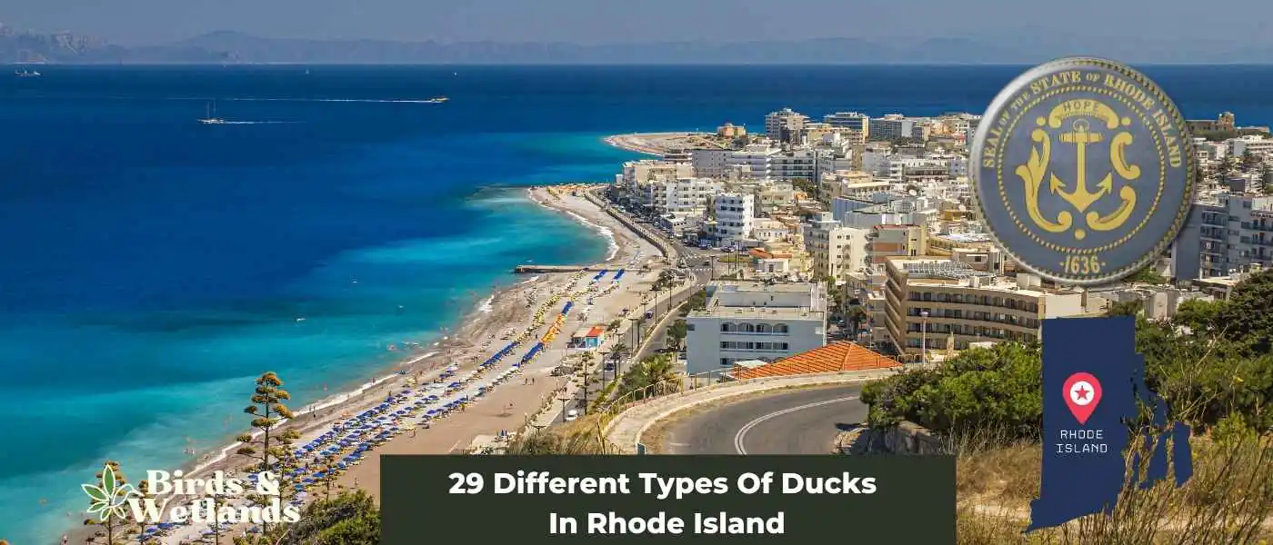 29 Different Types Of Ducks In Rhode Island