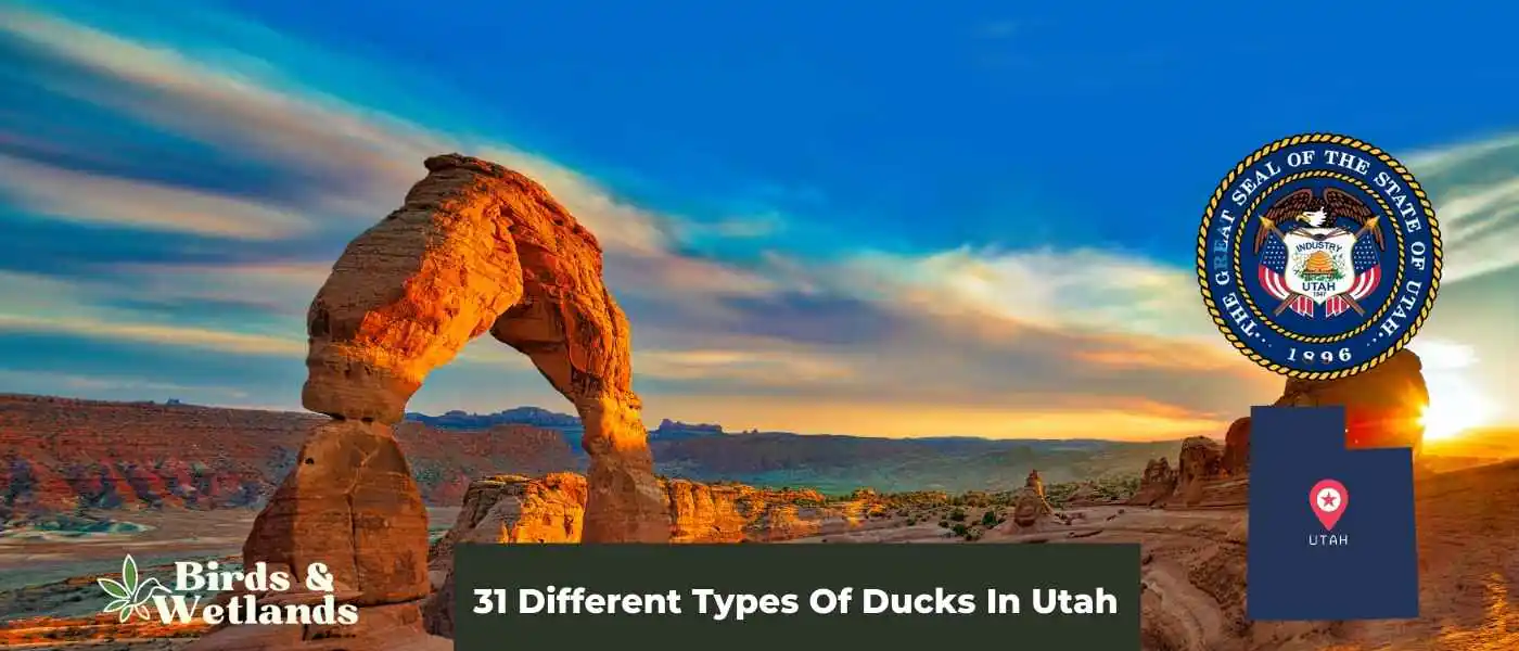 31 Different Types Of Ducks In Utah