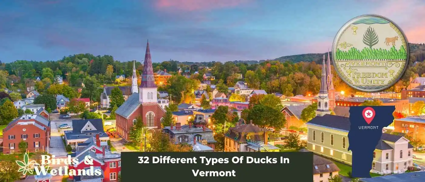 32 Different Types Of Ducks In Vermont