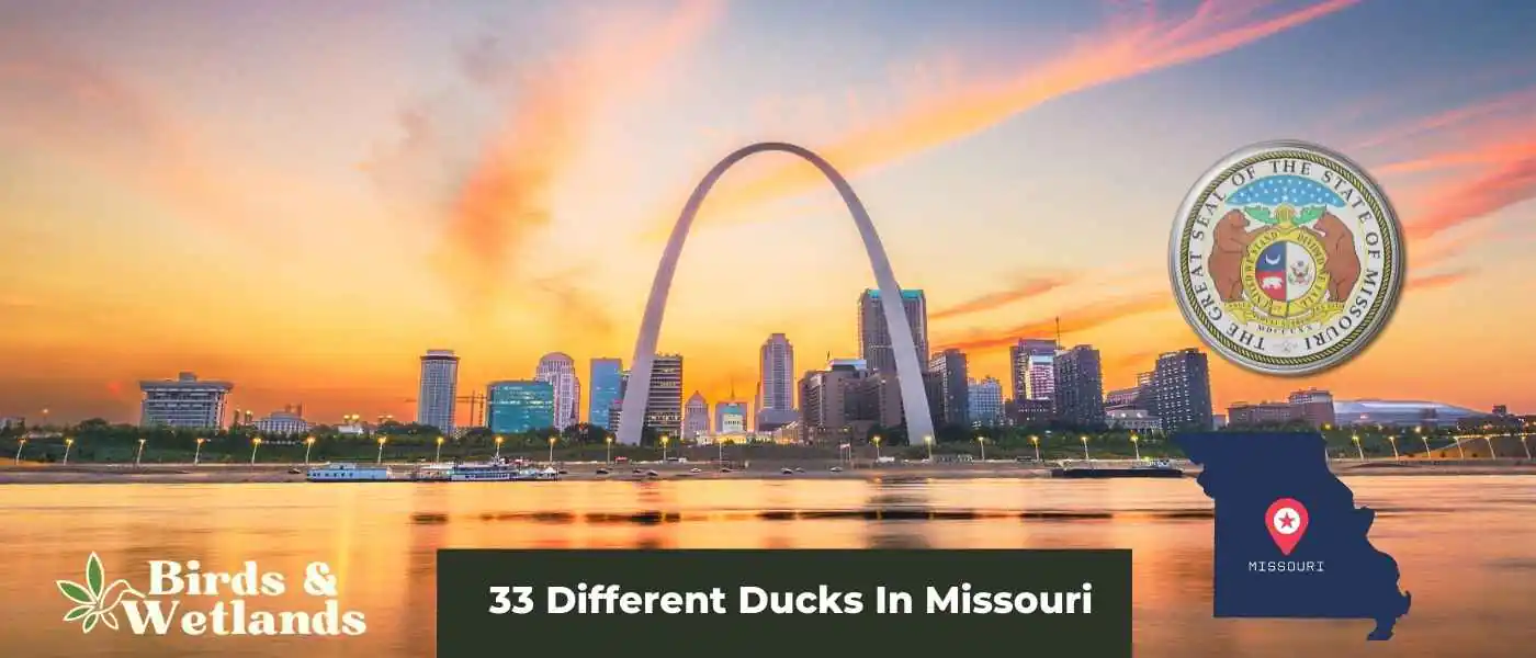 33 Different Ducks In Missouri