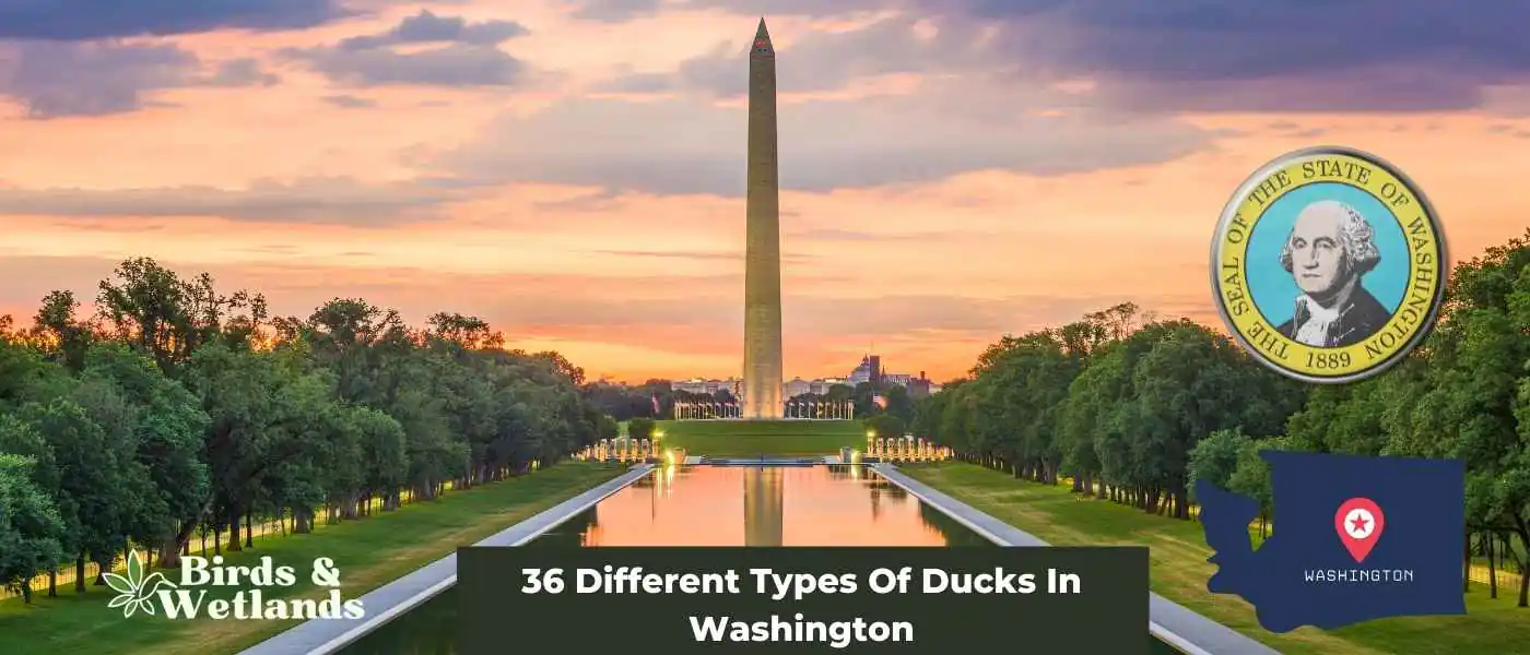 36 Different Types Of Ducks In Washington