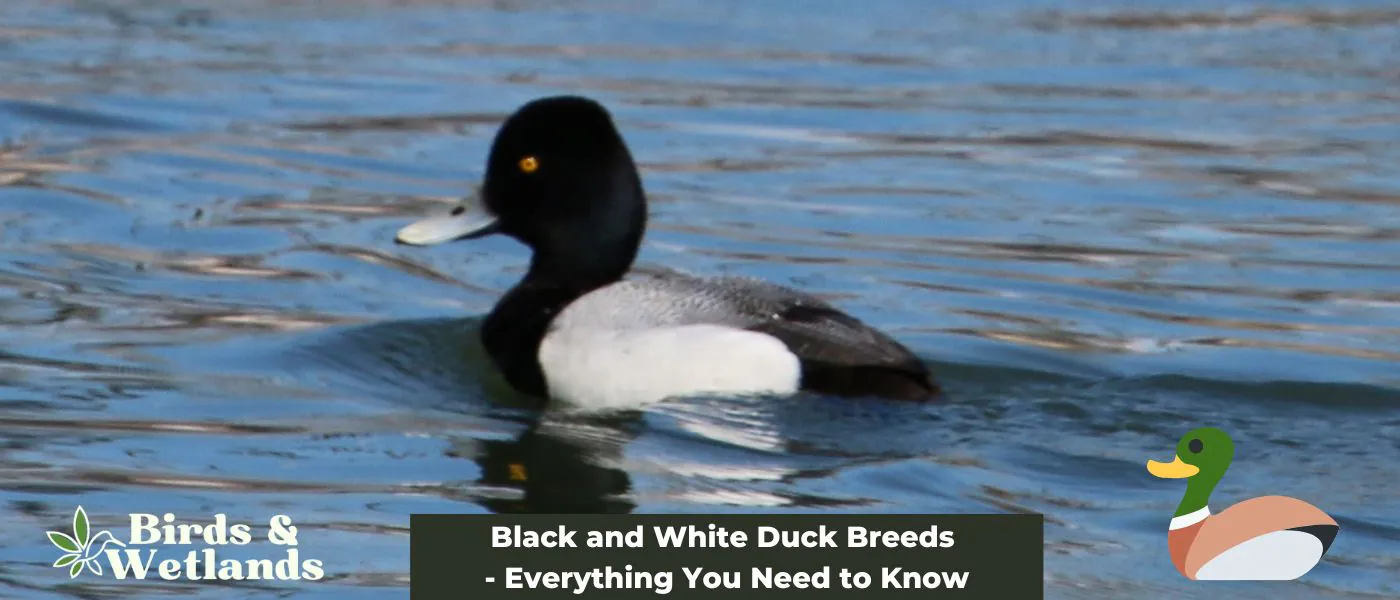 Black and White Duck Breeds - Everything You Need to Know
