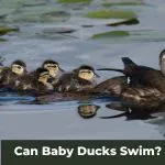 Natural Swimmers: Can Baby Ducks Swim?