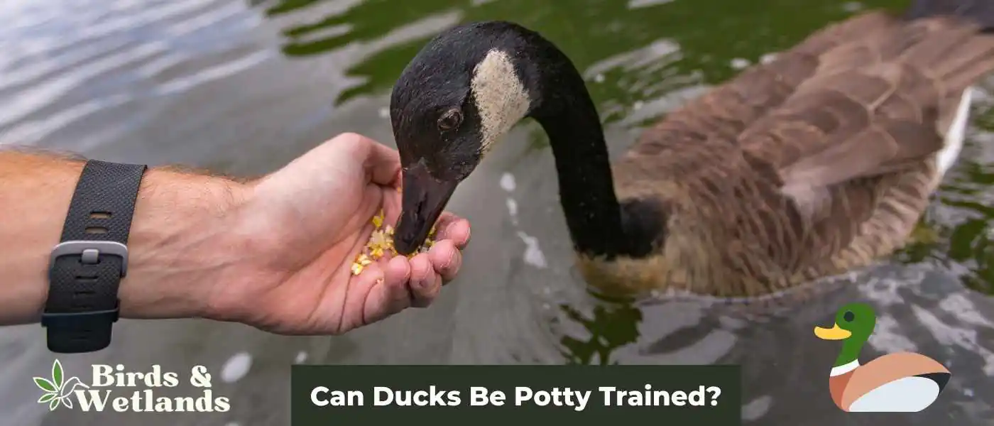 Feathers and Feces: Can Ducks Be Potty Trained?