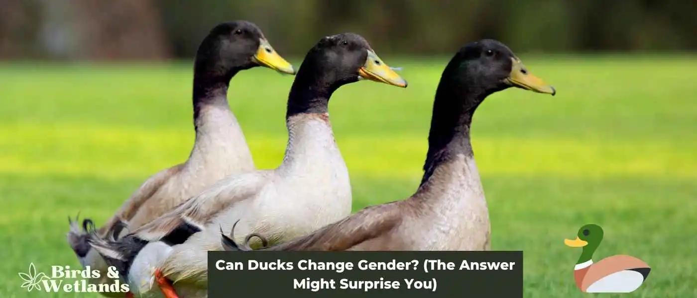 Can Ducks Change Gender? (The Answer Might Surprise You)