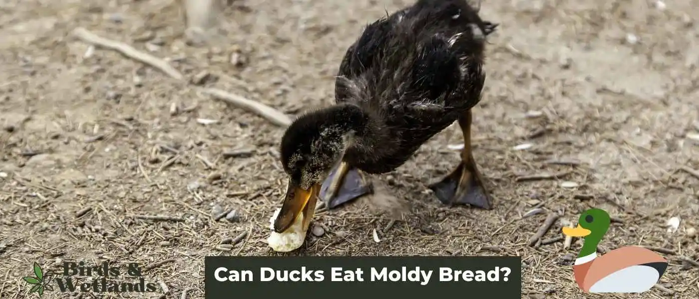 Can Ducks Eat Moldy Bread?