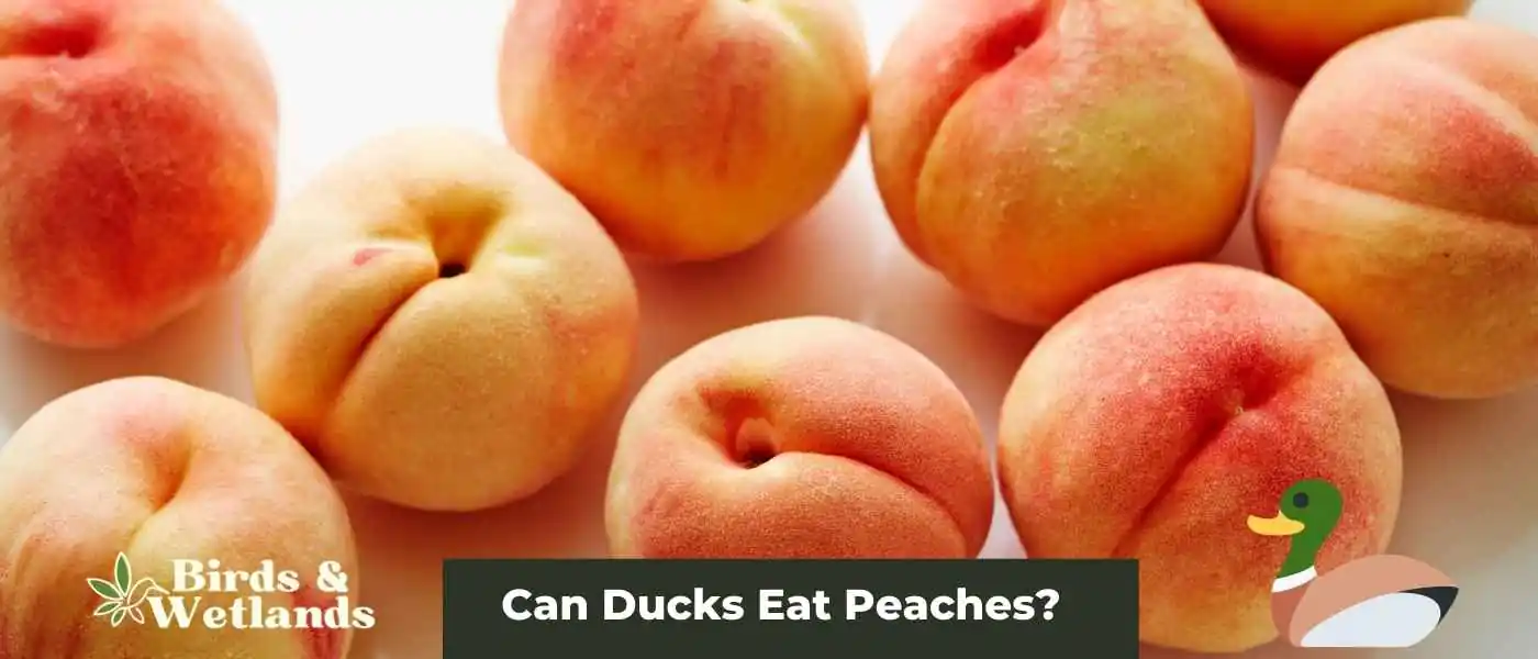 Can Ducks Eat Peaches?