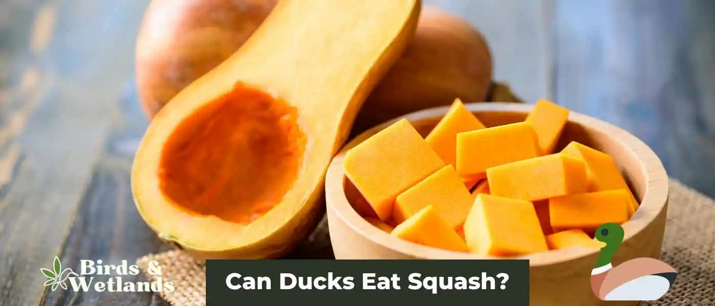 Squash the Rumors: Can Ducks Eat Squash?
