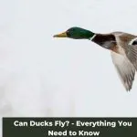 Taking to the Skies: Can Ducks Fly?