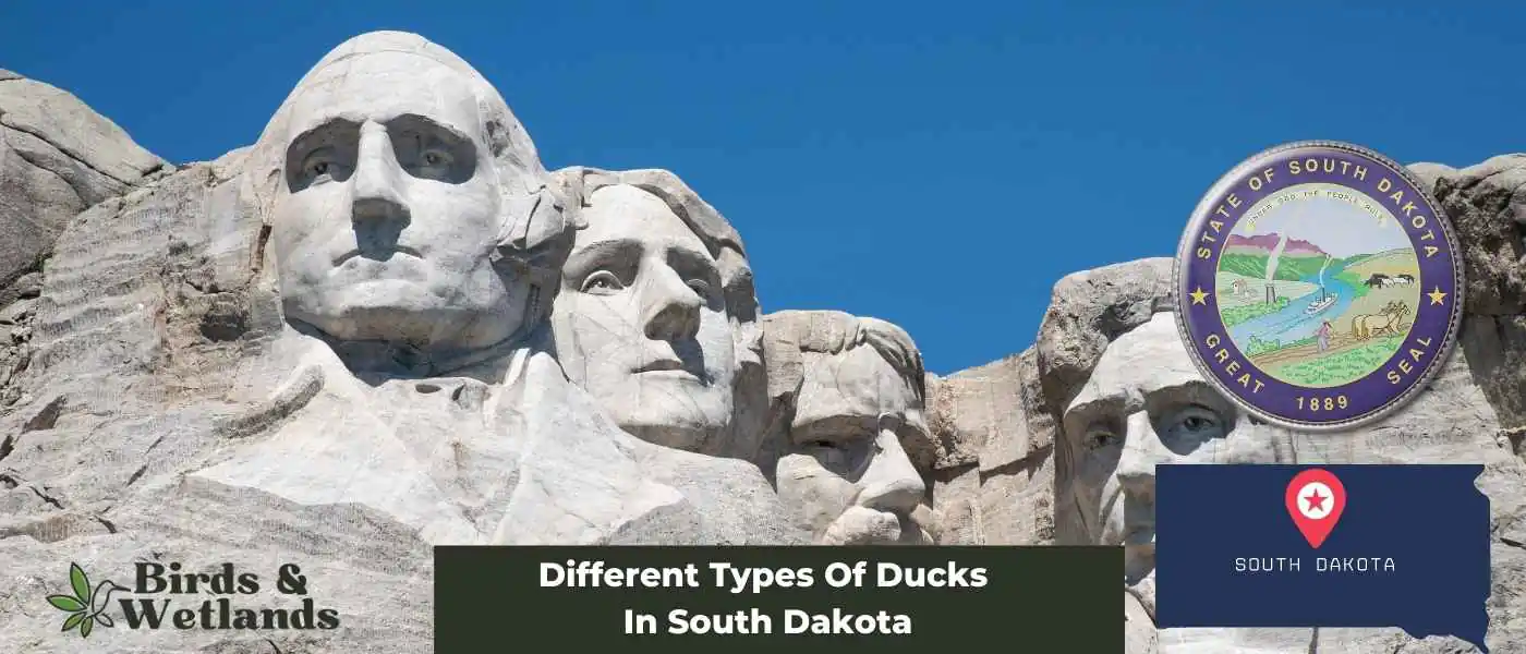 Different Types Of Ducks In South Dakota