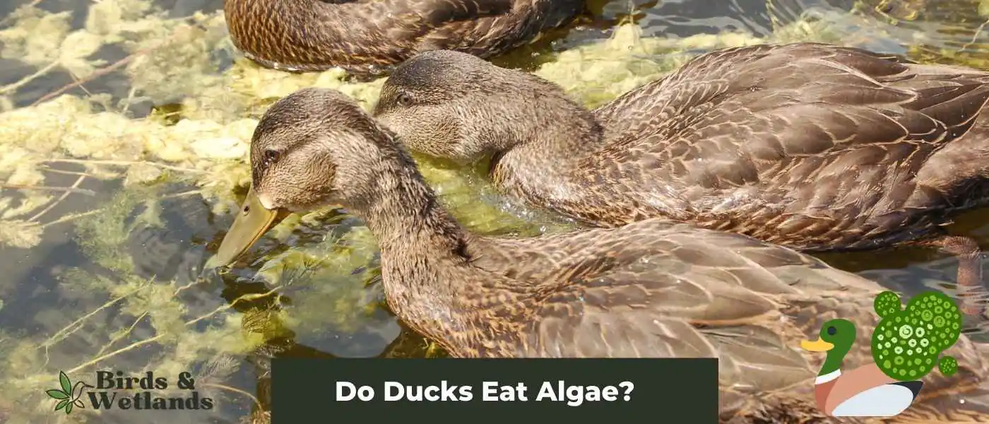 Do Ducks Eat Algae? Uncovering the Truth Birds & Wetlands