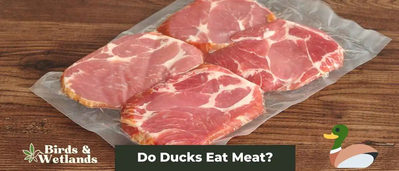 Do Ducks Eat Meat?