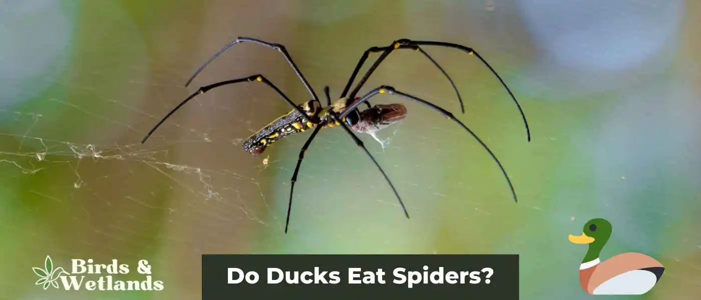 Do Ducks Eat Spiders?