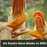 The Curious Case of Duck Bills: Do Ducks Have Beaks or Bills?