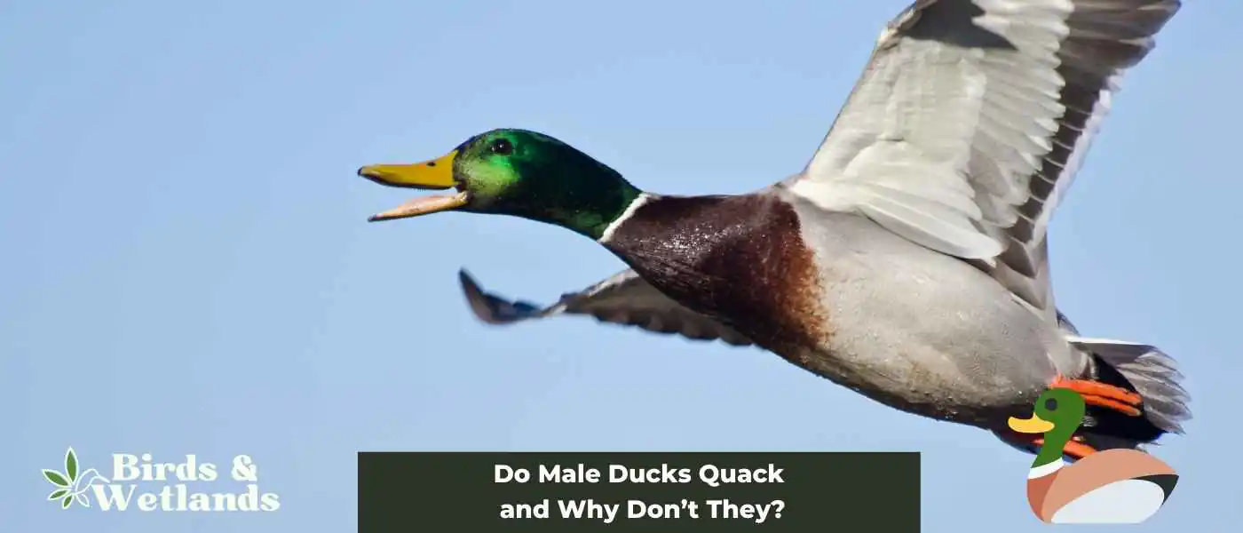 Quacking Across Genders: Do Male Ducks Quack?