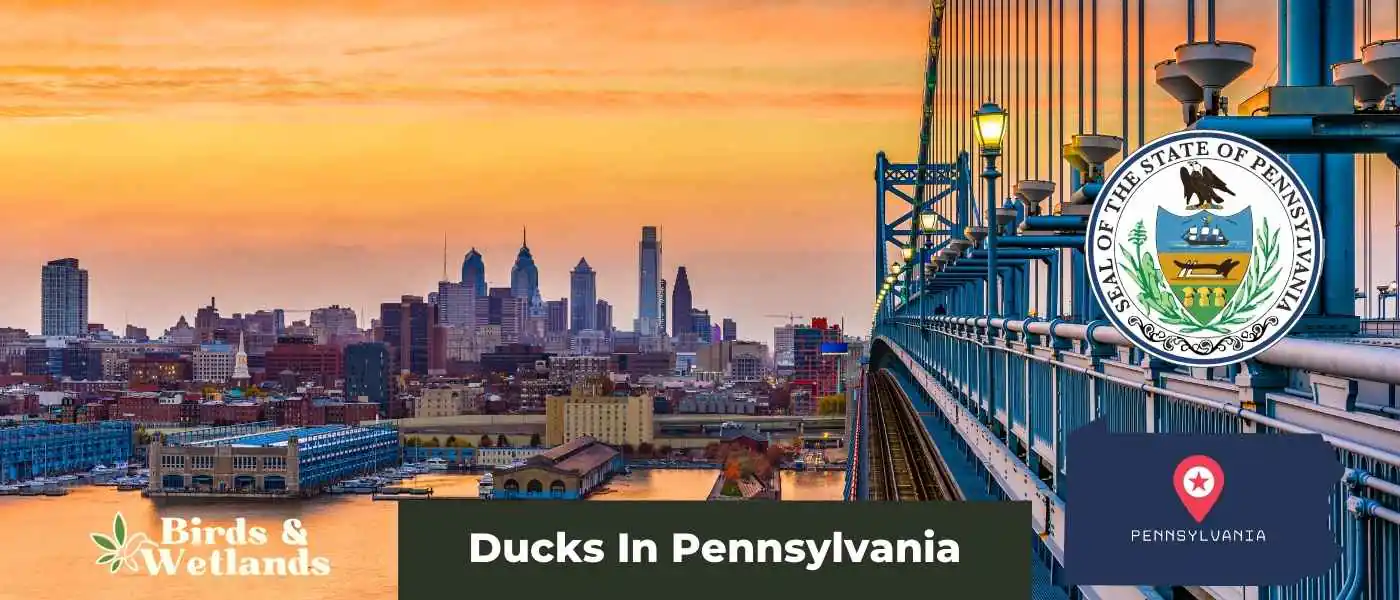Ducks In Pennsylvania