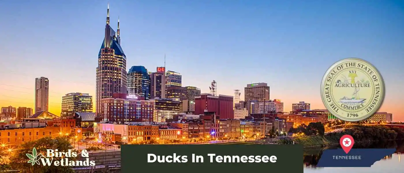 Ducks In Tennessee