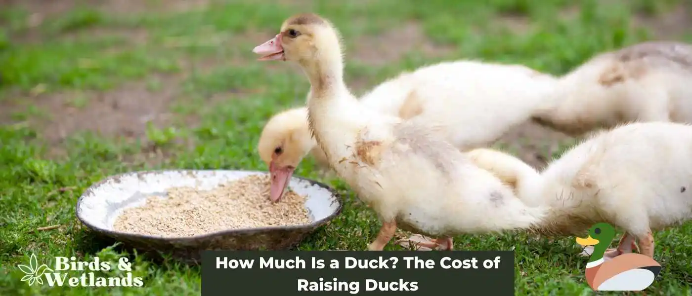 How Much Is a Duck? The Cost of Raising Ducks