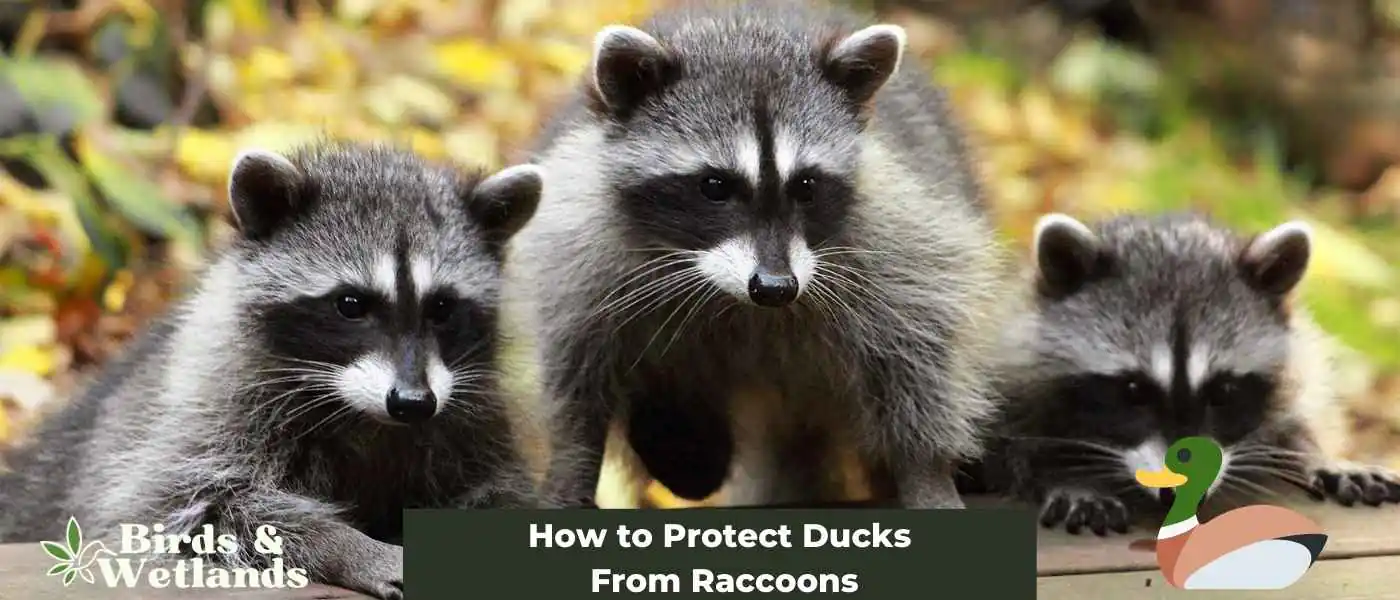 How to Protect Ducks From Raccoons