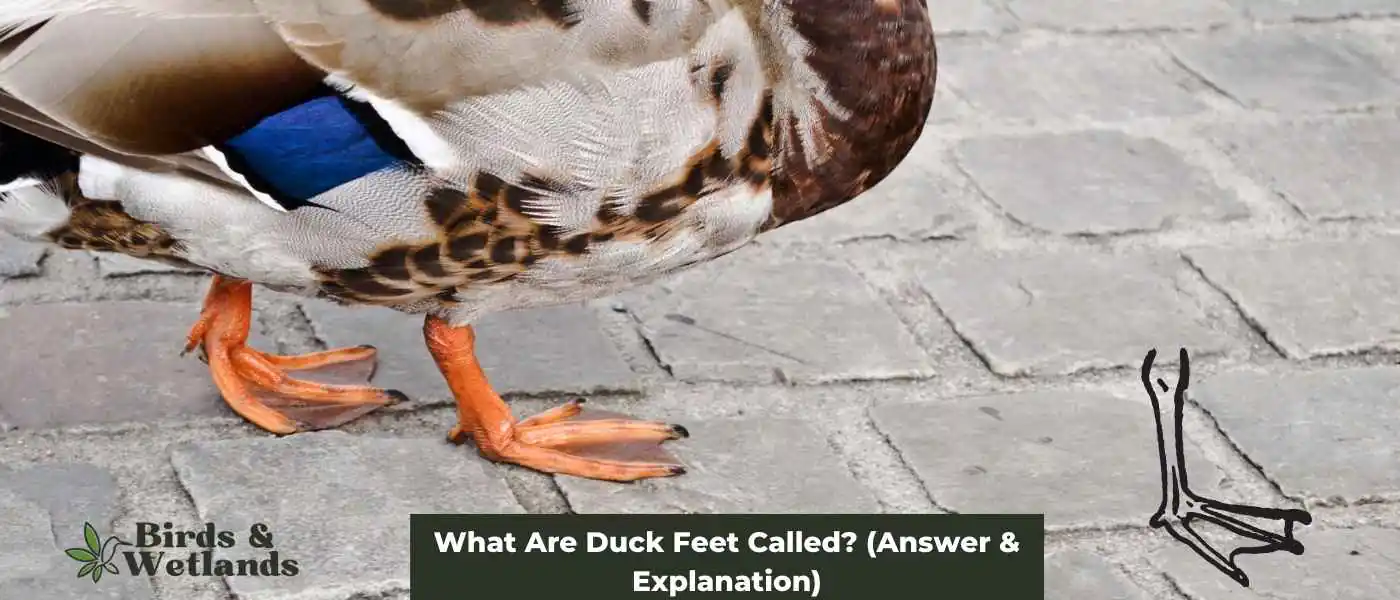 What Are Duck Feet Called? (Answer & Explanation)