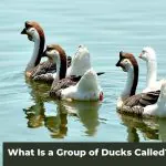 Duck Group Dynamics: What Is a Group of Ducks Called?