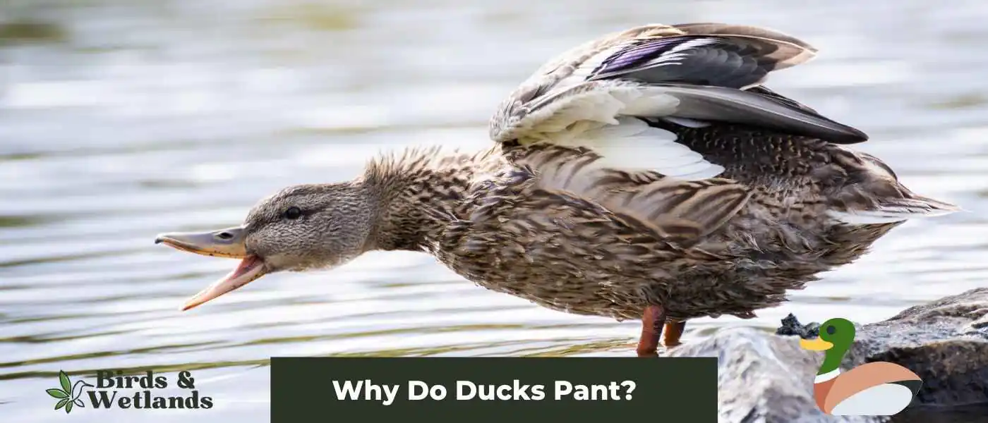 Why Do Ducks Pant? Understanding Duck Behavior and Health