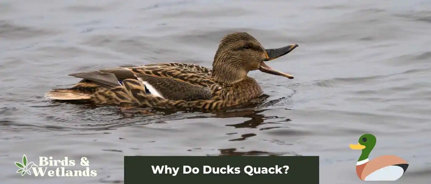 Why Do Ducks Quack?