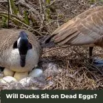 Maternal Instincts: Will Ducks Sit on Dead Eggs?