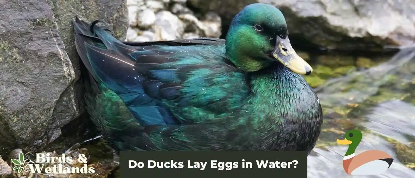 Do Ducks Lay Eggs in Water?