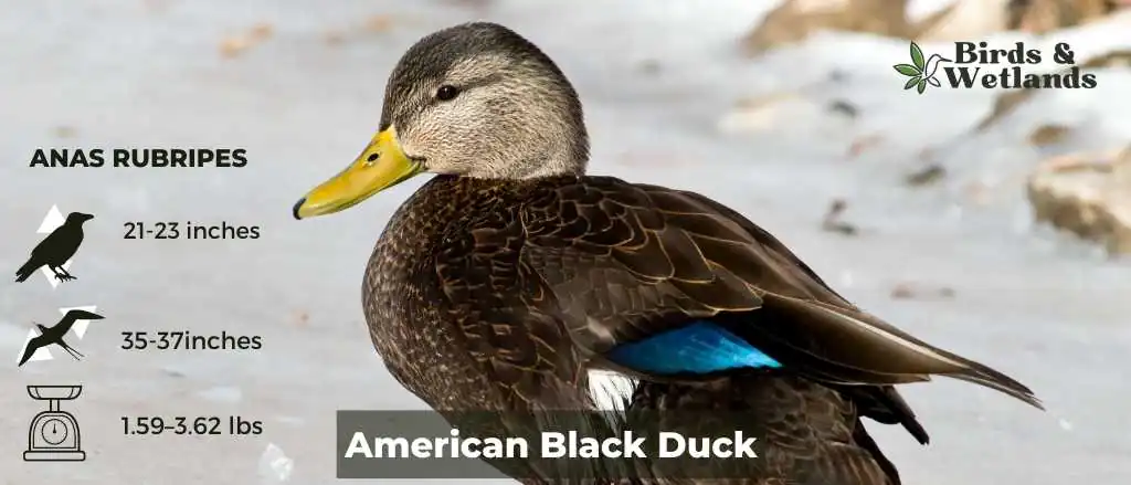 American Black Duck