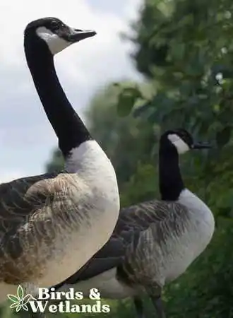 Canada geese can hotsell you eat meat