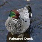 Falcated Duck (Mareca falcata)