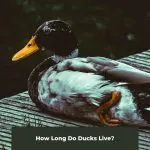 Feathered Lifespans: How Long Do Ducks Live?
