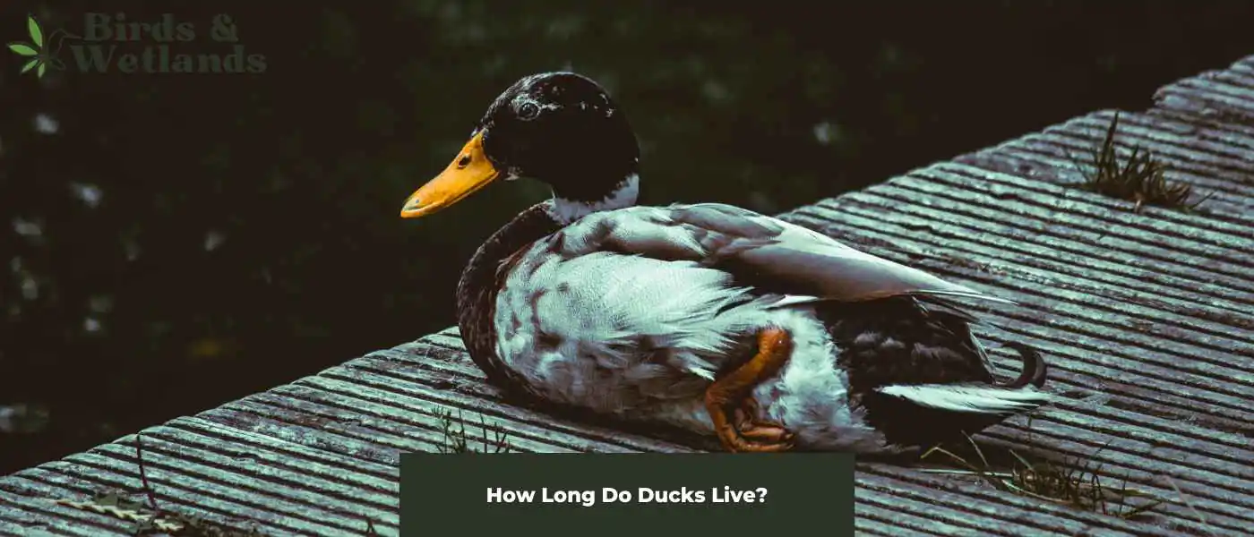Feathered Lifespans: How Long Do Ducks Live?