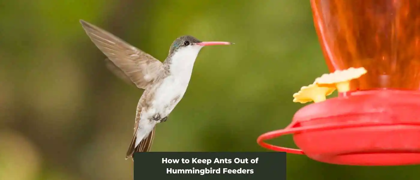 How to Keep Ants Out of Hummingbird Feeders