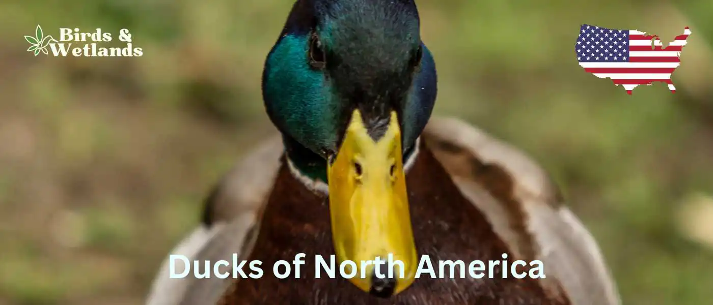 Ducks of North America