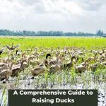 A Comprehensive Guide to Raising Ducks