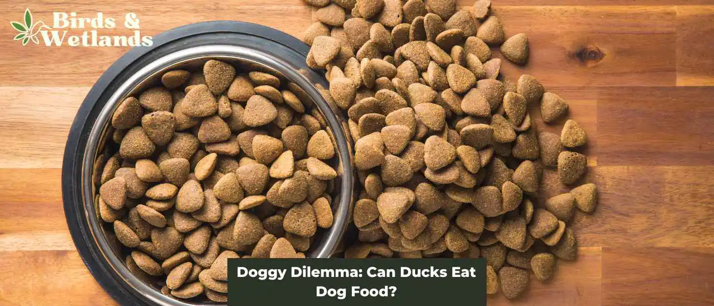 Doggy Dilemma: Can Ducks Eat Dog Food?