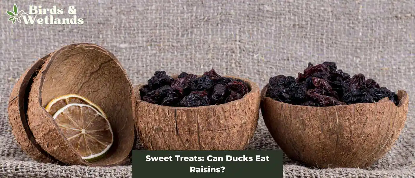Sweet Treats: Can Ducks Eat Raisins?
