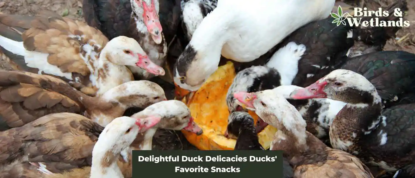 Delightful Duck Delicacies Ducks’ Favorite Snacks
