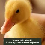 How to Hold a Duck: A Step-by-Step Guide for Beginners
