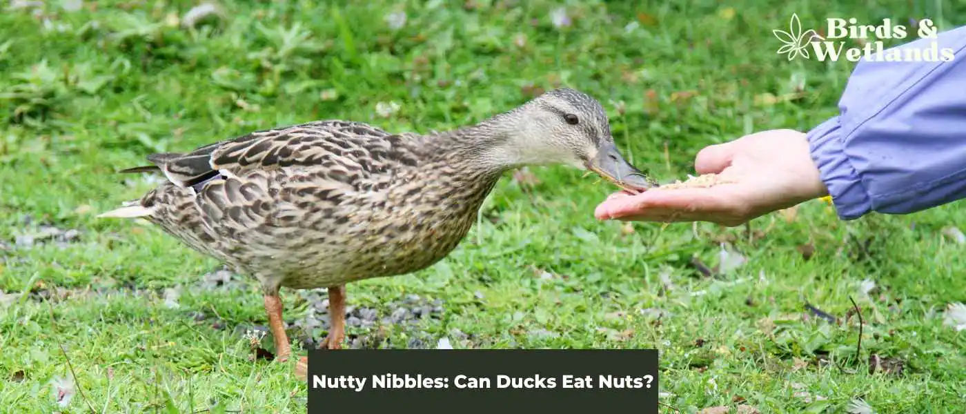 Nutty Nibbles: Can Ducks Eat Nuts?