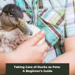 Taking Care of Ducks as Pets: A Beginner’s Guide