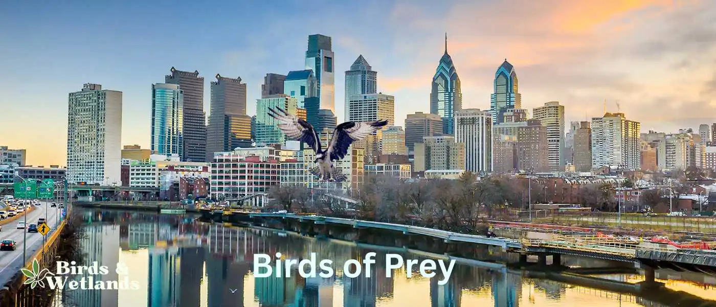 Birds of Prey