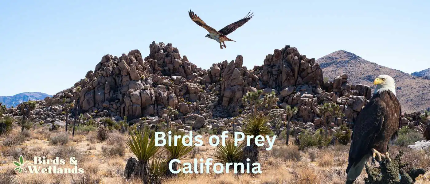 joshua tree national park Birds of Prey in California