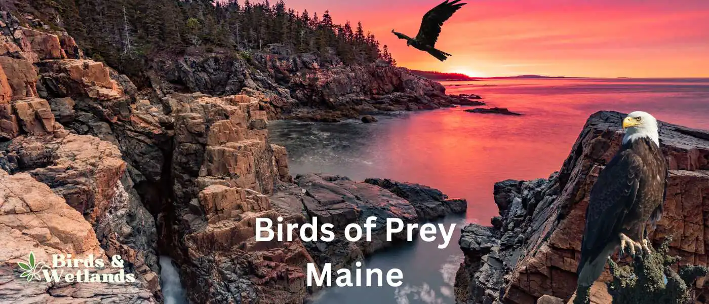 Birds of Prey in Maine