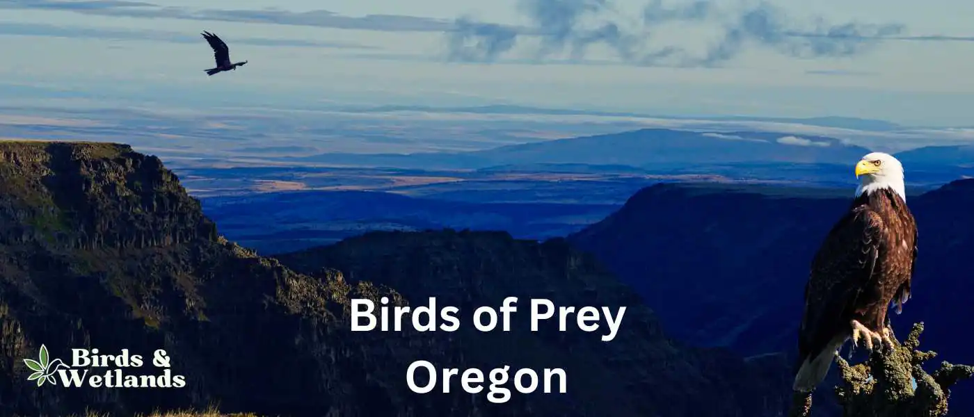 Birds of Prey in Oregon BW
